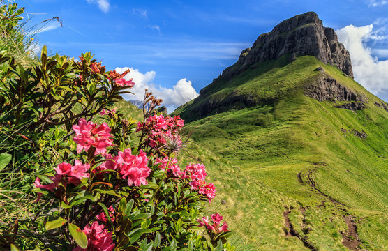 rhododendron flowers in Dolomites - Val di Fassa, Italy