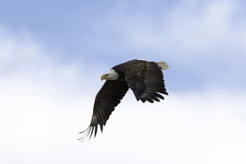 Fototapeta na wymiar Bald Eagle in Flight