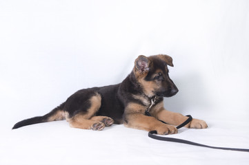 Image of a young German shepherd puppy laying down. Taken on a white background. 