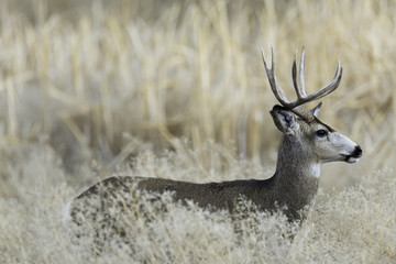 Mule Deer in Southern Oregon