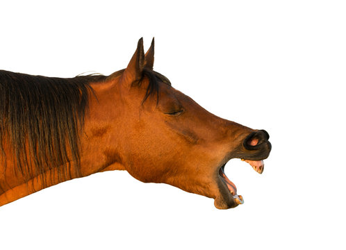 Sive view of a yawning red bay horse; isolated on white