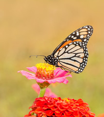 Monarch butterfly on a pink Zinnia in summer sun