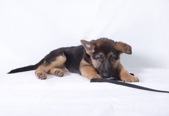 Image of a young German shepherd puppy. Taken on a white background. 