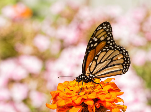 Danaus plexippus, Monarch butterfly, on an orange Zinnia flower, framed by pink Phlox blooms on the background