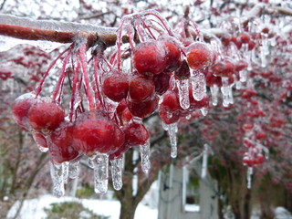 Rote Beeren in Eis
