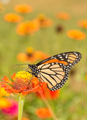 Beautiful Monarch butterfly getting nectar from an orange Zinnia flower in summer garden