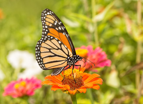 Ventral view of a Monarch butterfly feeding in a colorful, bright summer garden