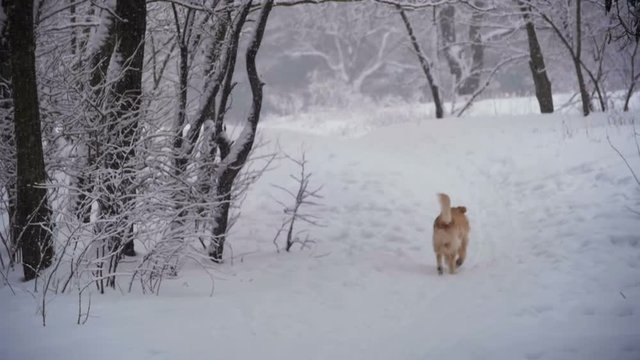 Dog Running Along a Path in the Winter Forest. Slow Motion