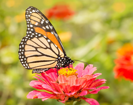 Closeup of a Monarch butterfly on a pink flower