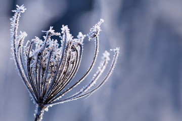 Gefrorene Blume im frostigen Winter