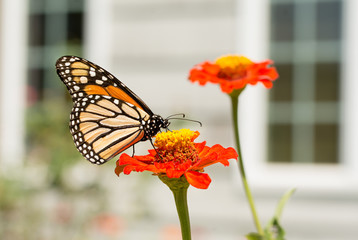 Monarch butterfly feeding on a Zinnia in front of house windows