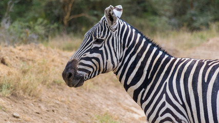 Fototapeta na wymiar Zebra Potrait - Lake Nakuru National Park