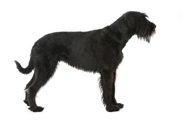 Riesenschnauzer