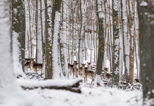 Herd of European roe deer (Capreolus) in winter