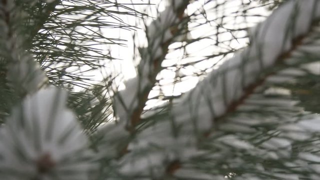 Beautiful tree covered with snow, close-up view, in the frosty winter, the Christmas forest