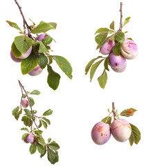 plum branch with berries and leaves isolated on white background