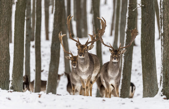 Herd of fallow deer (Dama dama) in winter