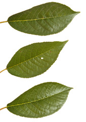 cherry tree leaf isolated on white background