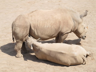 The rhinoceros is a large, powerful with thick skin and a very dangerous animal horn. But look how...