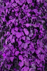 purple ivies plant on tree
