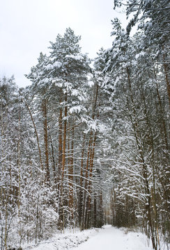 Road in the winter forest, Russia