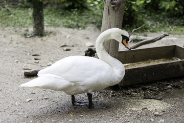 Cigno reale