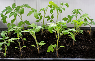 Tomato seedlings in boxes.