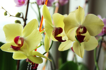 Beautiful yellow orchid