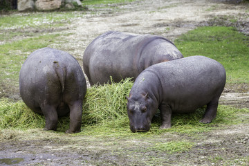 Fototapeta premium Ippopotamo