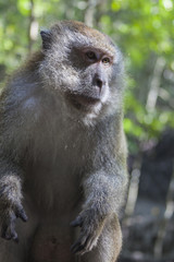 Naklejka na ściany i meble Wise monkey in Malaysian jungle