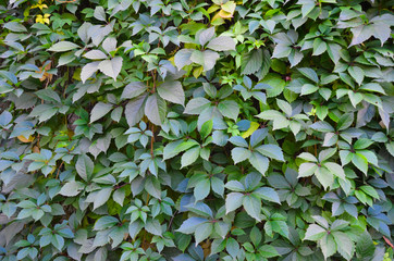 wild grape green wall background