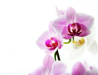 Naklejka na ściany i meble pink flowers orchid on a white background