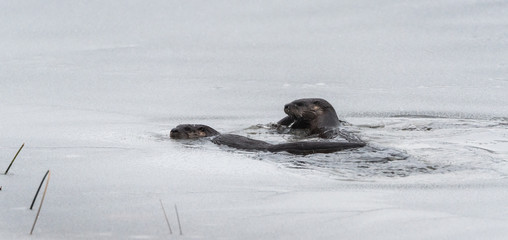 Fototapeta premium Three North American river otters (Lontra canadensis) swimming and fishing in the wild. Last hunt before lake freezes for winter. 