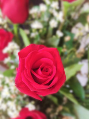 Bouquet of fresh rose background.Valentine vertical cover