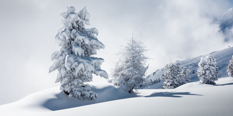 Fototapeta na wymiar Winterlandschaft mit schneebedeckten Bäumen als Panorama