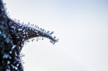 frozen thorns covered with ice crystals