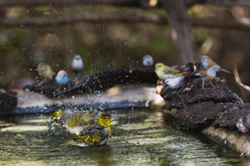 a weaver taking a bath