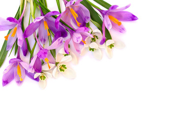 Bouquet of violet crocuses and white snowdrops (Galanthus nivalis) on a white background with space for text. Top view, flat lay