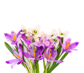 Bouquet of violet crocuses and white snowdrops (Galanthus nivalis) on a white background with space for text. Top view, flat lay