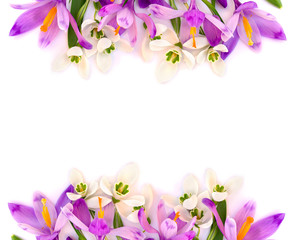 Frame of violet crocuses and white snowdrops (Galanthus nivalis) on a white background with space for text. Top view, flat lay