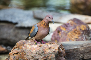 a dove on a rock