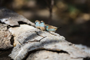 cordon-blue eating seeds