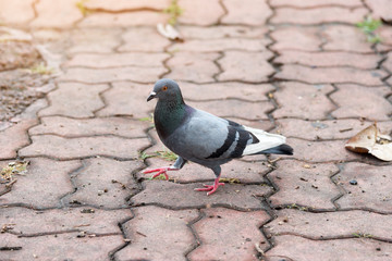 Pigeons Bird