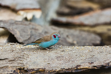 cordon-blue eating seeds