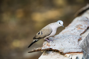 dove looking for food
