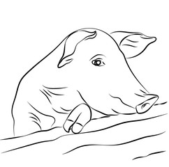 Pig close-up. Contour drawing.