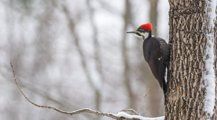 A Pileated woodpecker high in a tree hunting beetles under the bark in an winter woods. - 133565527