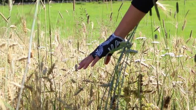 Mountainbiker hand with gloves straving through a corn and flower field with the fingers
