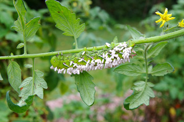 A Crippled Tomato / Tobacco Hornworm as host to parasitic braconid wasp eggs.  This horn worm is hanging upside down on a tomato plant stem. Green foliage and yellow tomato blossoms visible.