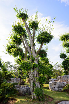 Ficus Microcarpa in the park / Bonsai trees